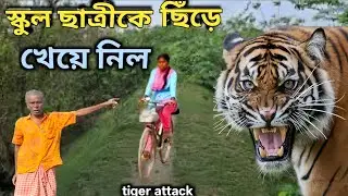 আঠারো বয়সী মেয়েকে ছিঁড়ে খেয়ে নিল😱😭|tiger attack in Sundarban
