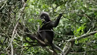 Spotted a Dusky Langur 🐒 
