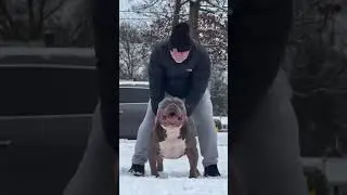 #shorts #trending #Bull #dogs #viral #youtubeshorts
