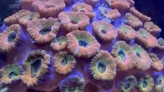 JKFish | Check out this crazy cool acan coral!!🪸🌊&rdquo;