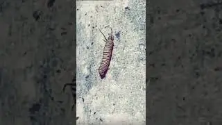 Buggin Out on Pashto Grooves: The Unbeatable Insect Dance Moves!