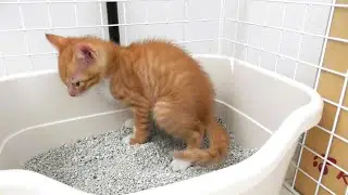 ※閲覧注意 固いカリカリを食べてすぐウンチしたくなっちゃう子猫【生後５１日】