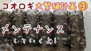#3 コオロギ大繁殖計画③イエコ繁殖ケージの定期メンテナンスをしていこう♪