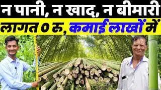 बांस की खेती न पानी, न खाद और कमाई लाखों में // Bamboo Farming in India// Bans ki kheti
