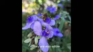 Spiderwort Plant