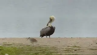 Birds at Ding Darling | Sanibel, FL
