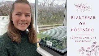 PLANTERAR OM HÖSTSÅDD | FÖRVARA DAHLIOR I PLASTFOLIE