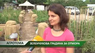 Агротема: Зеленчукова градина за отмора, автор: Камелия Карадочева