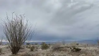 Desert Ocotillos Dance in the Wind