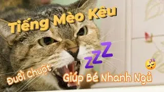 Tiếng m&egrave;o k&ecirc;u. The sound of a cat meowing scares the baby into sleeping
