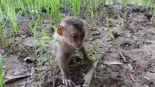 Monkey Baby KH Monkey Transports Giant Surprise Eggs