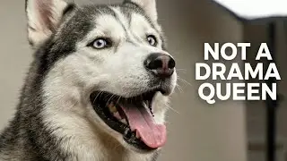 10 Bizarre Reasons Why Huskies Howl? (Cry For Help or a Drama Queen)