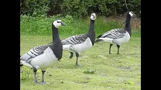 gęsi bernilke białolice-pierwsze jaja,Branta leucopsis,Barnacle Goose,first eggs,