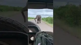 Elephant bull chasing the game viewer.