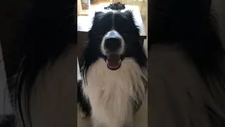 Border collie believes in love🐼❤️ #bordercollie #dogs #love #shorts