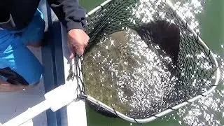 California Butterfly Ray Released San Diego Bay The Reel Brother Presents