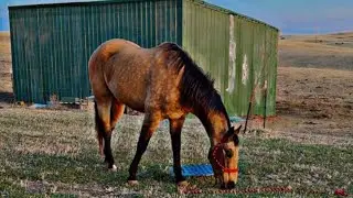 Bought a lame horse 17 days later riding him in the breaks