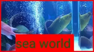 Sea world  #vlogmasday11
