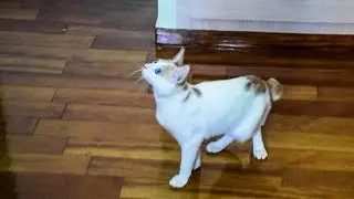 Cat Kills and Eats a Fly after a Hard Fight