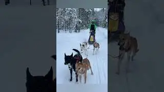 Musher Life #alaskanhusky #musher #snow