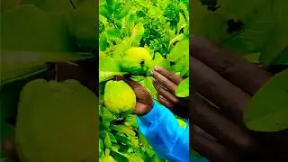 L49 GUAVA / अमरूद की खेती 🌱 अमरूद तोड़ना। GUAVA Fruits Picking l49 #farming #hybrids #gardening