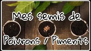 MES PREMIERS SEMIS DE PIMENTS ET POIVRONS !