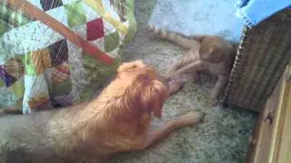 Cat Stands Ground