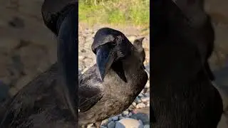 Crow Talk Decoded 🖤 #カラス #crow #crowfriends