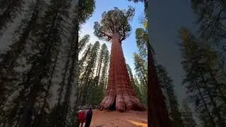 🌲 The Largest Tree by Volume, General Sherman Tree