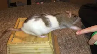 My smart pet rat Shadow practicing her wave on cue trick!