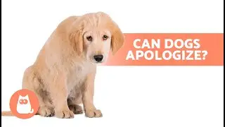 Как собаки просят прощения у людей? 🐶🙏🏻 | Собачьи извинения