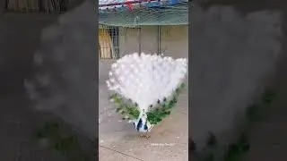 Beautiful white peacock close-up amazing view #shorts
