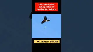 The Unbelievable Eating Habits of the Bearded Vulture! #animals #animalshorts #birds