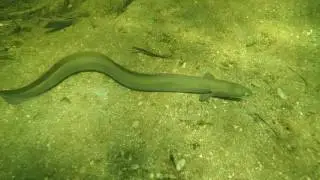 American eel swimming backwards