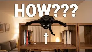 World's Funniest Cat Compilation! 😹 Cats Being Cats