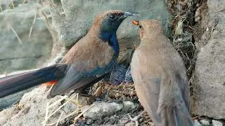 Asian Paradise Flycatcher Family &ndash; A Moment of Shared Feeding@BirdPlusNest 