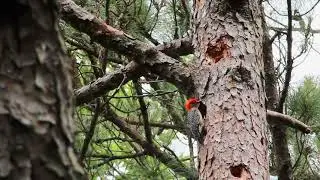 Red Bellied Woodpecker calling, hitting a tree and then running up it