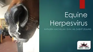 EVH - Equine Herpesvirus Explained