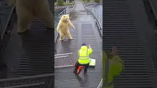 Spirit Bear charges a ferry worker on the coastal vehicle ramp #bear