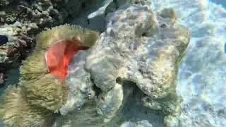 Tahiti Beautiful Snorkeling in Healthy Reefs