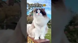 family members on Eid 🥲😂.... #cute #cats #funny #viral #trending #islamicmeow #shorts