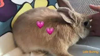 DO YOU LOVE BUNNY？lOVE THIS ONE/ Makkah Live | مكة مباشر | الحرم المكي مباشر | قناة القران الكريم ال