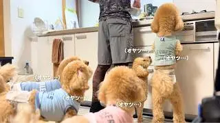 犬5匹の前で魚捌いたらこうなります【多頭飼い】