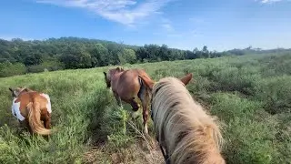 Riding Rescue Draft Horse James Bareback  