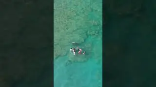A 1,000 pound Hammerhead Shark Swims Toward Crowd in Florida Shallows #shorts