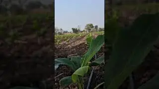 how to grow healthy bananas plants 🪴 🤔 #shorts #farming #funny #trending #gard