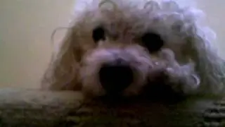 Coco after a bath