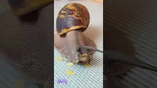 Holly eet 