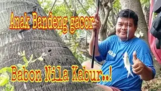 Mancing Nila babon, di serbu anak Bandeng || kawan gentak