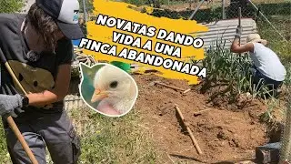 👩🏽‍🌾Dos novatas, un huerto y siete pollitos en una Finca Abandonada Vlog100